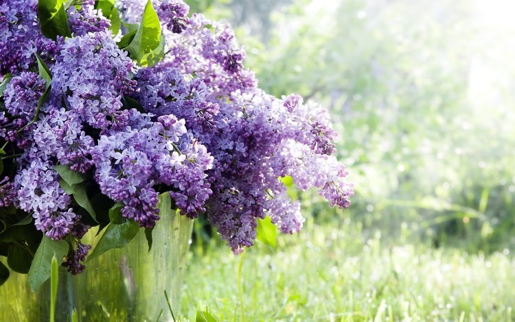 цветы, трава, природа, ветки, весна, сирень, ведро, flowers, grass, nature, branches, spring, lilac, bucket