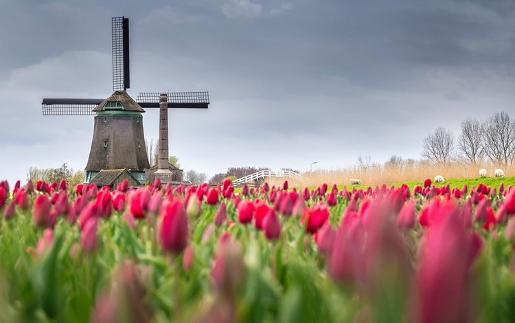 цветы, поле, мельница, весна, тюльпаны, нидерланды, flowers, field, mill, spring, tulips, netherlands