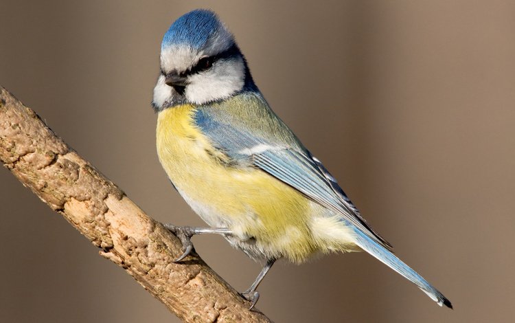 ветка, птица, клюв, перья, синица, лазоревка, branch, bird, beak, feathers, tit, blue tit