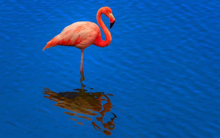 вода, розовый фламинго, отражение, фон, фламинго, птица, клюв, перья, шея, water, pink flamingos, reflection, background, flamingo, bird, beak, feathers, neck