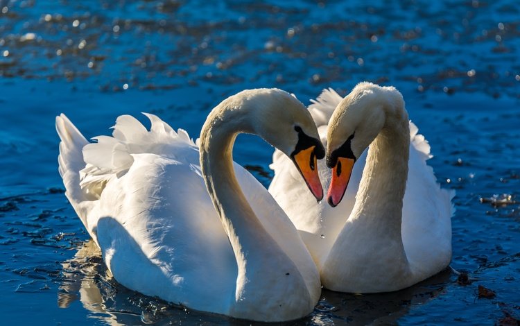 вода, птицы, клюв, любовь, пара, перья, лебеди, water, birds, beak, love, pair, feathers, swans