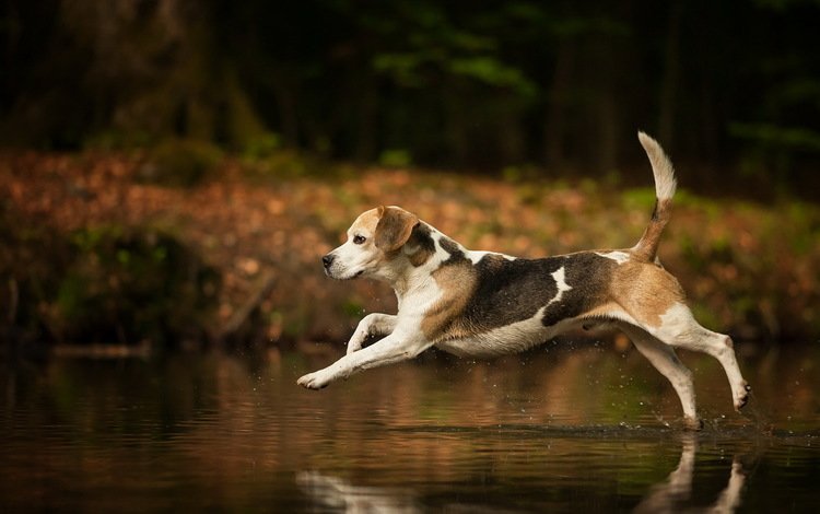 вода, собака, брызги, бег, хвост, бигль, water, dog, squirt, running, tail, beagle