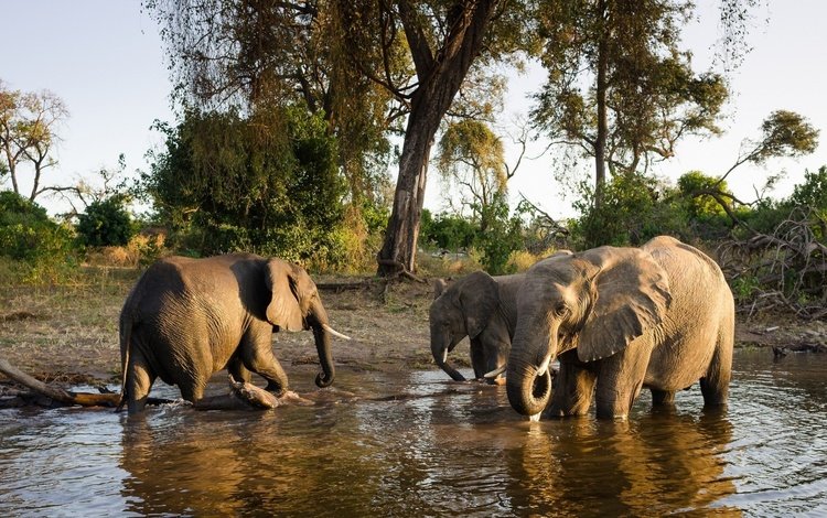 животные, слон, семья, слоны, водопой, полив, animals, elephant, family, elephants, drink, watering