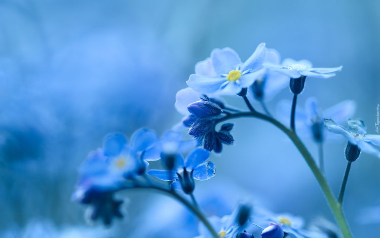 цветы, природа, фон, голубые, незабудка, flowers, nature, background, blue, forget-me-not