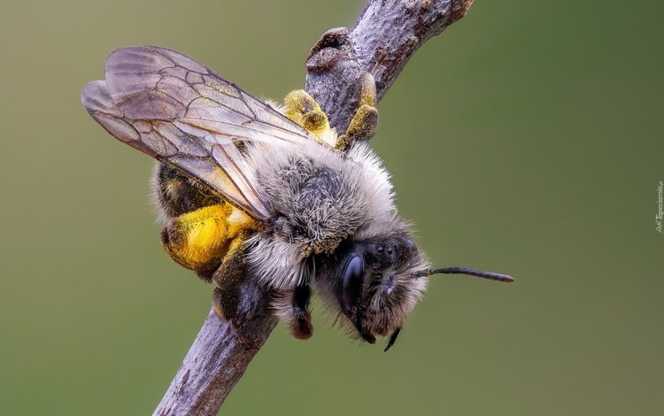 природа, макро, насекомое, фон, крылья, усики, пчела, nature, macro, insect, background, wings, antennae, bee