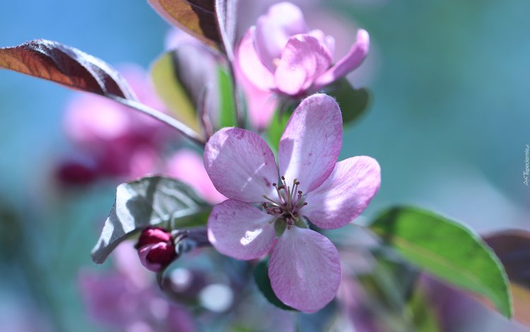ветка, цветение, весна, розовые цветы, яблоня, branch, flowering, spring, pink flowers, apple