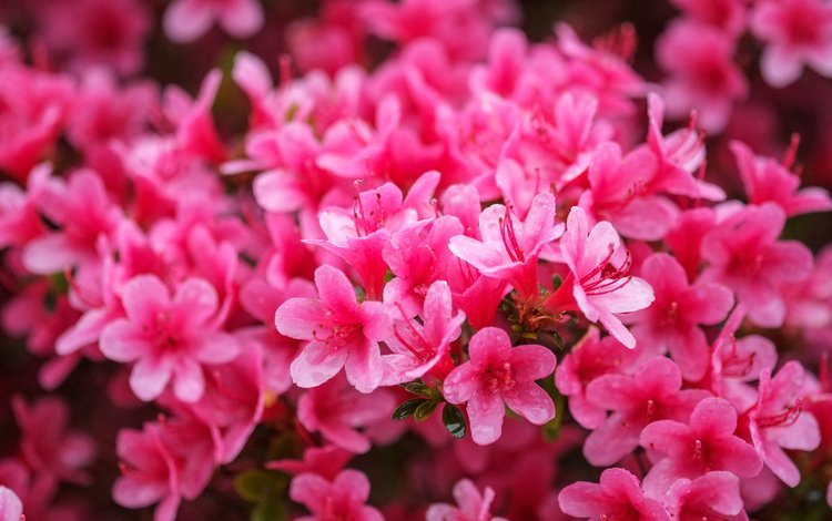 цветы, розовые, азалия, рододендрон, flowers, pink, azalea, rhododendron