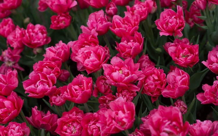 цветы, бутоны, весна, тюльпаны, много, flowers, buds, spring, tulips, a lot