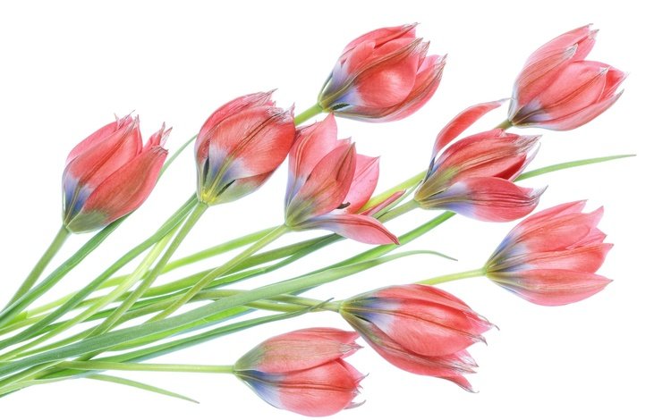 цветы, бутоны, весна, тюльпаны, белый фон, flowers, buds, spring, tulips, white background