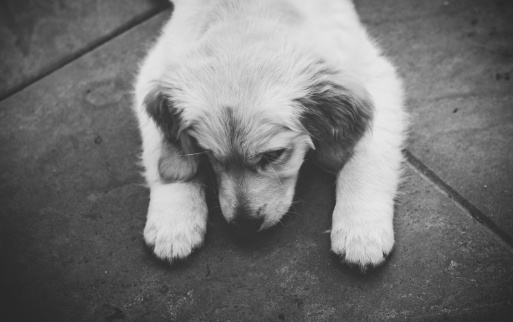 мордочка, чёрно-белое, собака, щенок, лапки, золотистый ретривер, muzzle, black and white, dog, puppy, legs, golden retriever