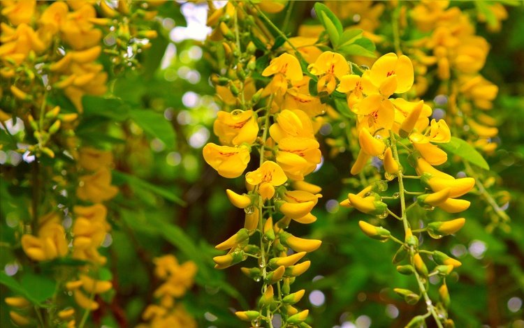 природа, цветение, фон, весна, акация, желтые цветы, nature, flowering, background, spring, acacia, yellow flowers