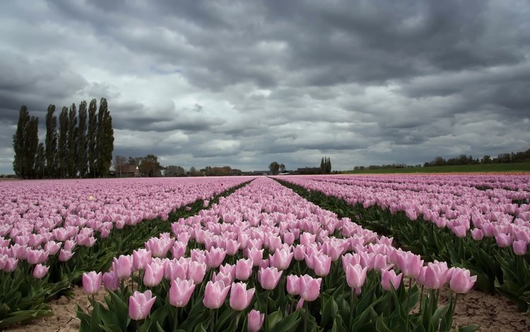 небо, цветы, облака, деревья, поле, тюльпаны, the sky, flowers, clouds, trees, field, tulips