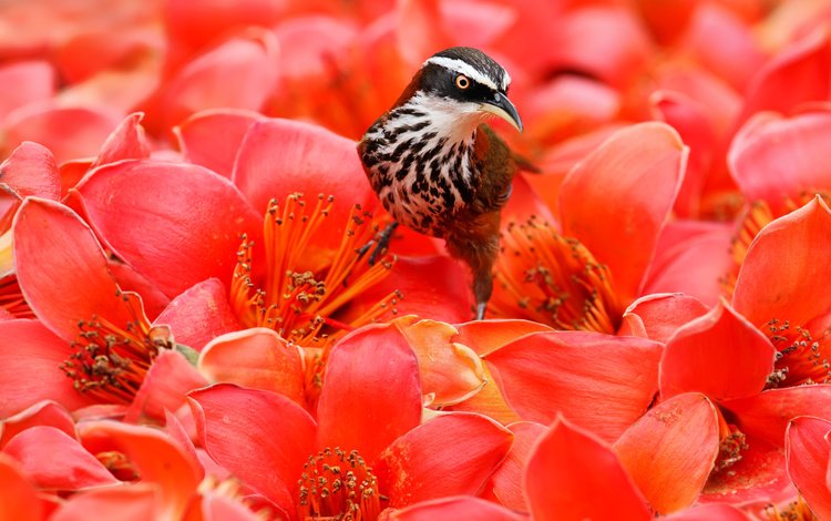 цветы, птица, клюв, перья, flowers, bird, beak, feathers
