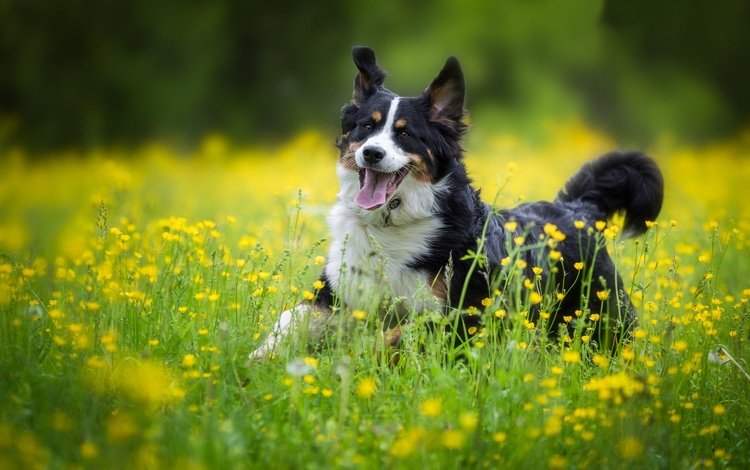 цветы, собака, радость, луг, прогулка, бернский зенненхунд, flowers, dog, joy, meadow, walk, bernese mountain dog