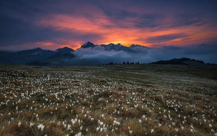 цветы, трава, горы, туман, поле, blooming dawn, flowers, grass, mountains, fog, field