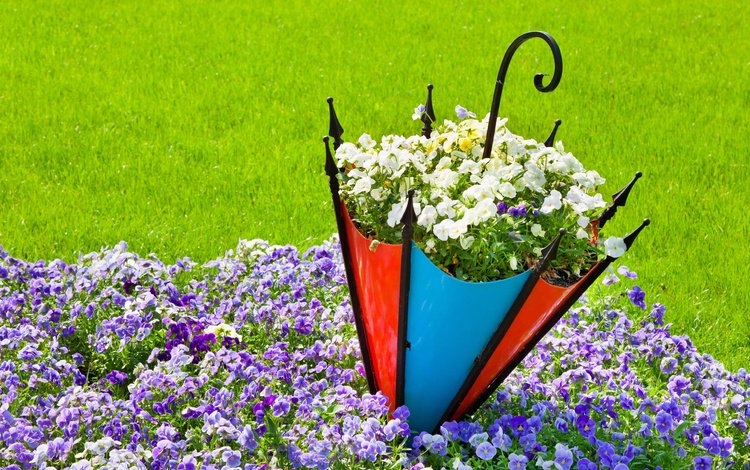 цветы, трава, природа, лето, зонт, анютины глазки, газон, клумба, flowers, grass, nature, summer, umbrella, pansy, lawn, flowerbed