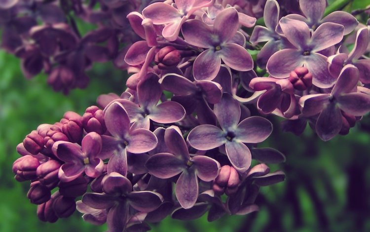 цветы, цветение, весна, соцветия, сирень, flowers, flowering, spring, inflorescence, lilac