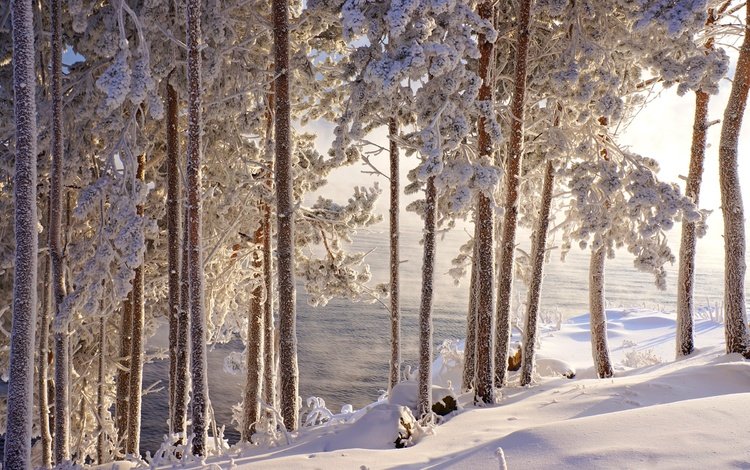 деревья, вода, снег, зима, стволы, иней, красота, сугробы, trees, water, snow, winter, trunks, frost, beauty, the snow
