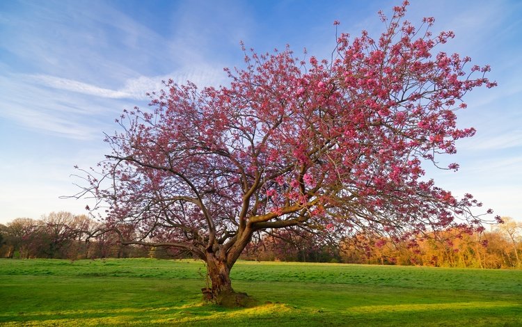 небо, дерево, цветение, поле, весна, the sky, tree, flowering, field, spring