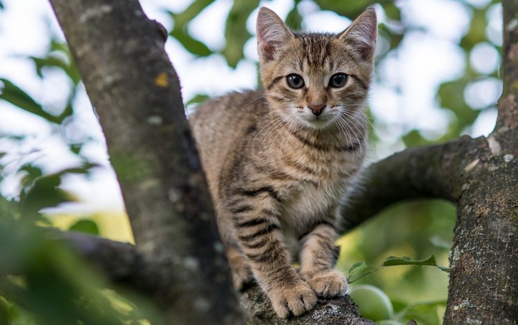 глаза, дерево, кот, мордочка, ветки, кошка, взгляд, котенок, eyes, tree, cat, muzzle, branches, look, kitty