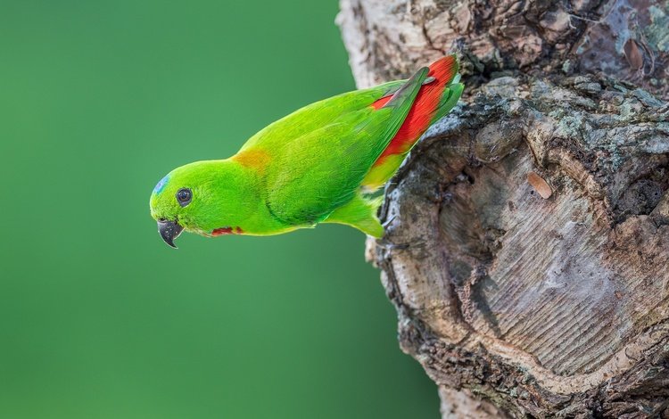 дерево, птица, хвост, попугай, оперение, tree, bird, tail, parrot