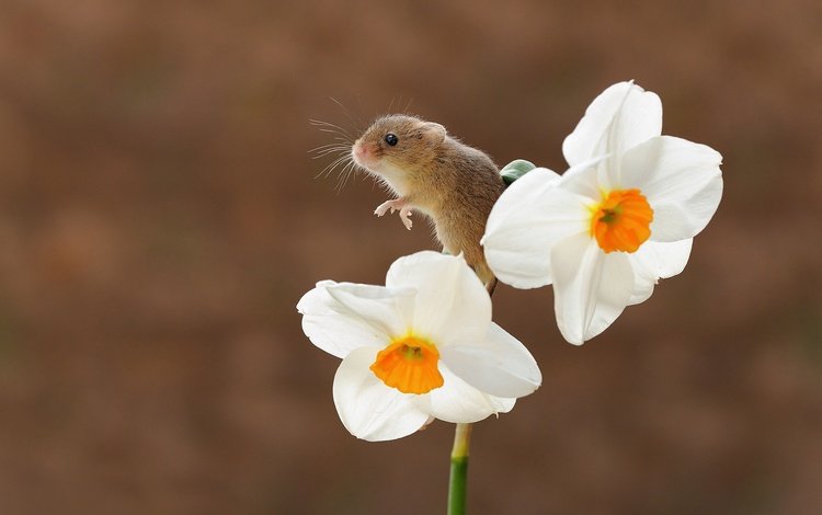 фон, цветок, мышь, нарцисс, мышка, боке, грызун, мышь-малютка, background, flower, mouse, narcissus, bokeh, rodent, the mouse is tiny