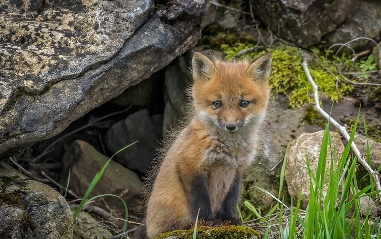 фон, лиса, лисица, животное, лисенок, background, fox, animal