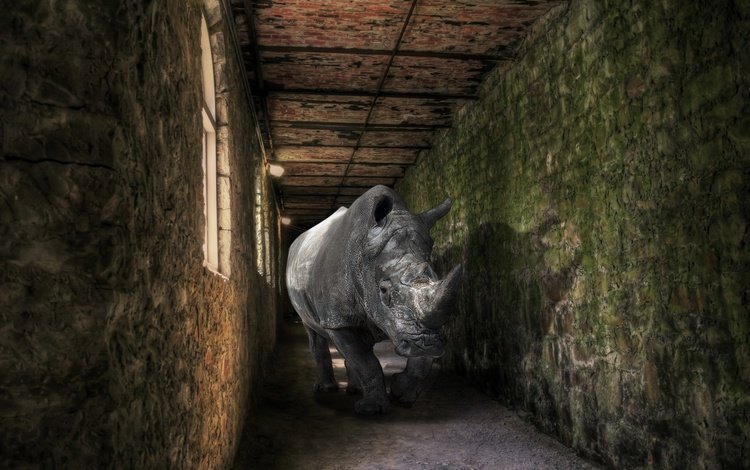 фон, помещение, носорог, background, the room, rhino