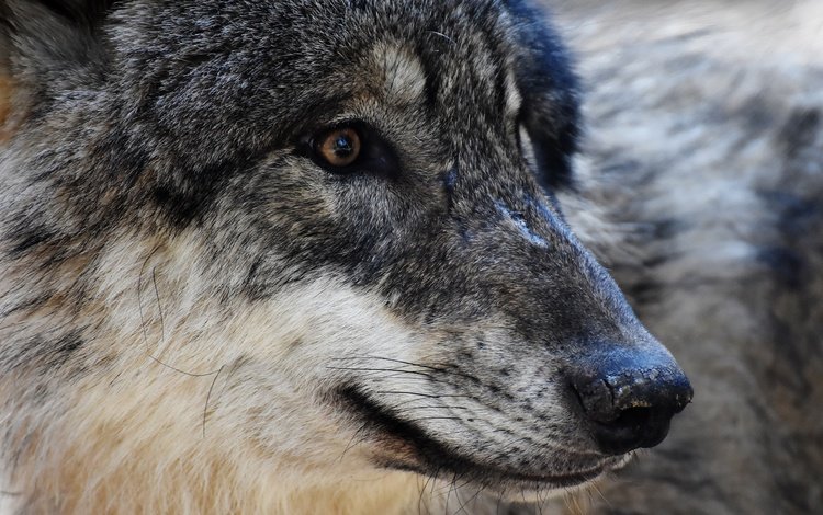 глаза, морда, хищник, волк, eyes, face, predator, wolf