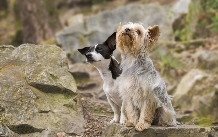 камни, пара, собаки, йоркширский терьер, джек-рассел-терьер, stones, pair, dogs, yorkshire terrier, jack russell terrier