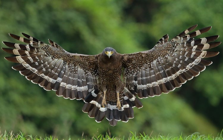 полет, крылья, птица, ястреб, большой хохлатый змееяд, flight, wings, bird, hawk, great crested snake eagle