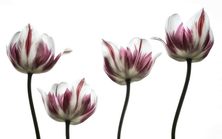 цветы, лепестки, весна, тюльпаны, белый фон, тюльпан, стебель, flowers, petals, spring, tulips, white background, tulip, stem