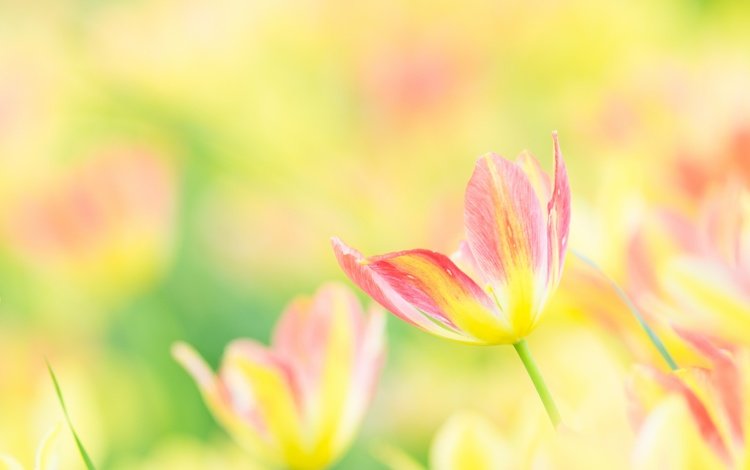 цветы, лепестки, размытость, весна, тюльпаны, тюльпан, flowers, petals, blur, spring, tulips, tulip