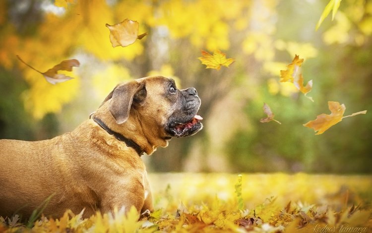 листья, осень, собака, профиль, ошейник, кленовый лист, боксер, осенние листья, leaves, autumn, dog, profile, collar, maple leaf, boxer, autumn leaves
