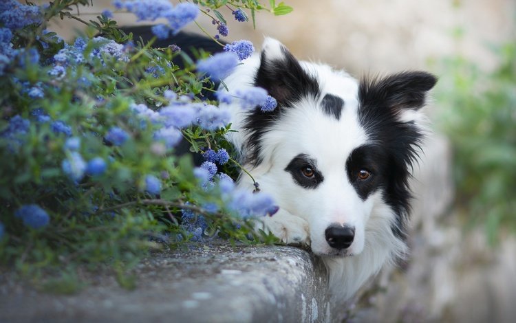 морда, цветы, взгляд, собака, бордер-колли, face, flowers, look, dog, the border collie