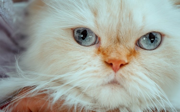 мордочка, кошка, взгляд, голубые глаза, гималайская кошка, muzzle, cat, look, blue eyes, himalayan cat