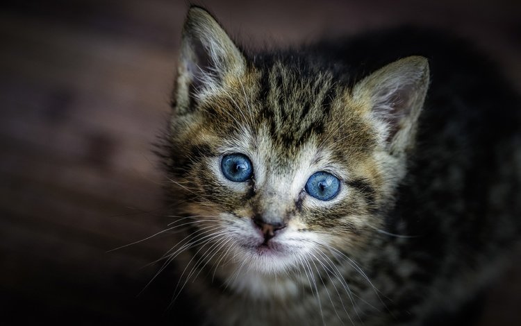 мордочка, кошка, взгляд, котенок, малыш, голубые глаза, muzzle, cat, look, kitty, baby, blue eyes