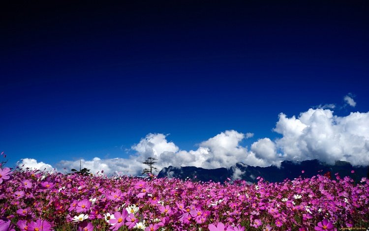 небо, цветы, облака, природа, пейзаж, поле, космея, the sky, flowers, clouds, nature, landscape, field, kosmeya