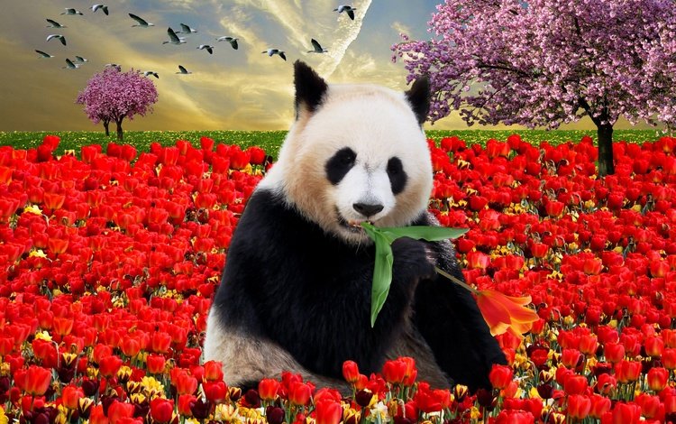 небо, листик, деревья, коллаж, закат, цвет, панда, птицы, весна, тюльпаны, the sky, leaf, trees, collage, sunset, color, panda, birds, spring, tulips