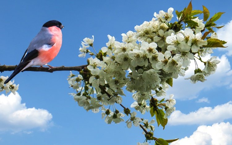 небо, ветка, цвет, птица, весна, яблоня, снегирь, the sky, branch, color, bird, spring, apple, bullfinch