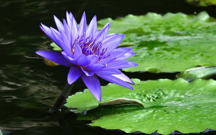 отражение, цветок, сиреневый, кувшинка, нимфея, водяная лилия, reflection, flower, lilac, lily, nymphaeum, water lily