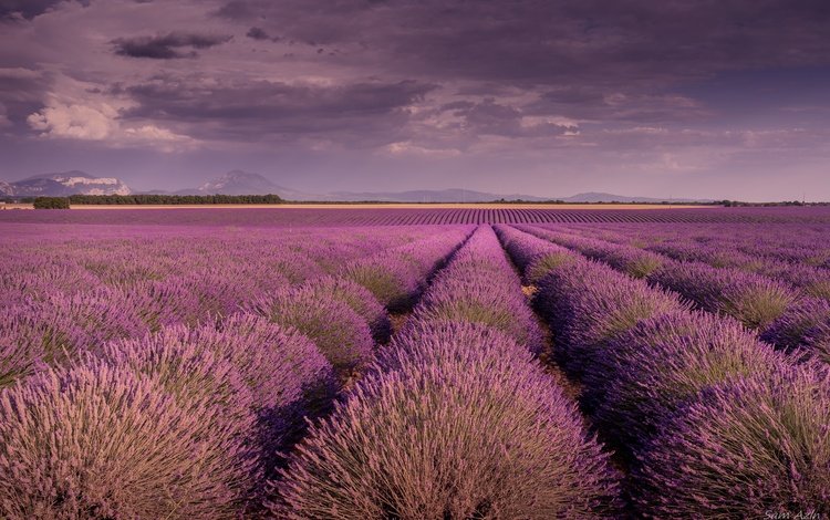 небо, цветы, облака, поле, лаванда, прованс, the sky, flowers, clouds, field, lavender, provence