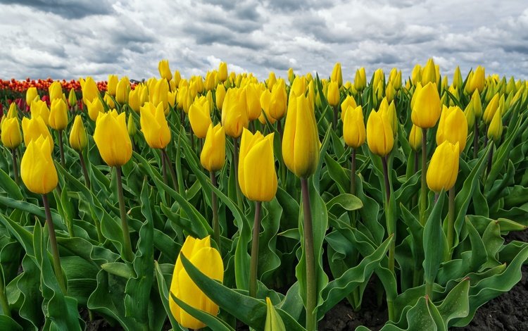 цветение, поле, весна, тюльпаны, желтые, нидерланды, голландия, flowering, field, spring, tulips, yellow, netherlands, holland