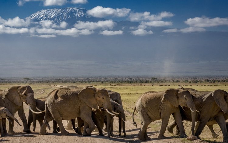 природа, африка, слоны, стадо, nature, africa, elephants, the herd