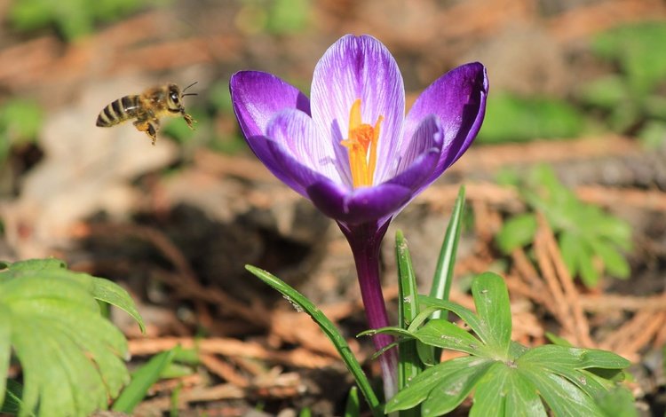 природа, насекомое, цветок, весна, пчела, крокус, nature, insect, flower, spring, bee, krokus