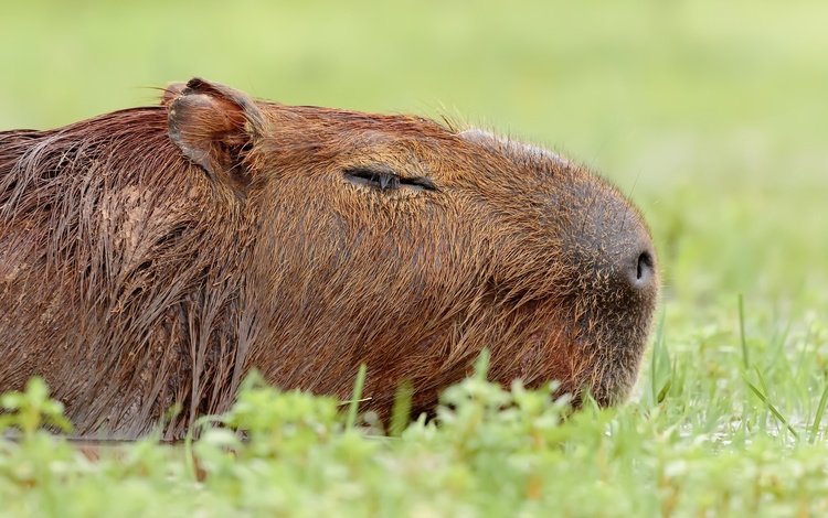 природа, фон, животное, капибара, nature, background, animal, the capybara