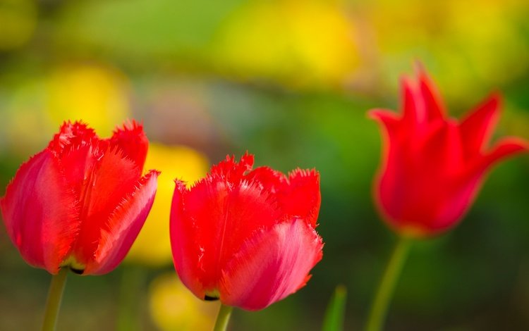 цветы, природа, лепестки, сад, луг, весна, тюльпан, flowers, nature, petals, garden, meadow, spring, tulip