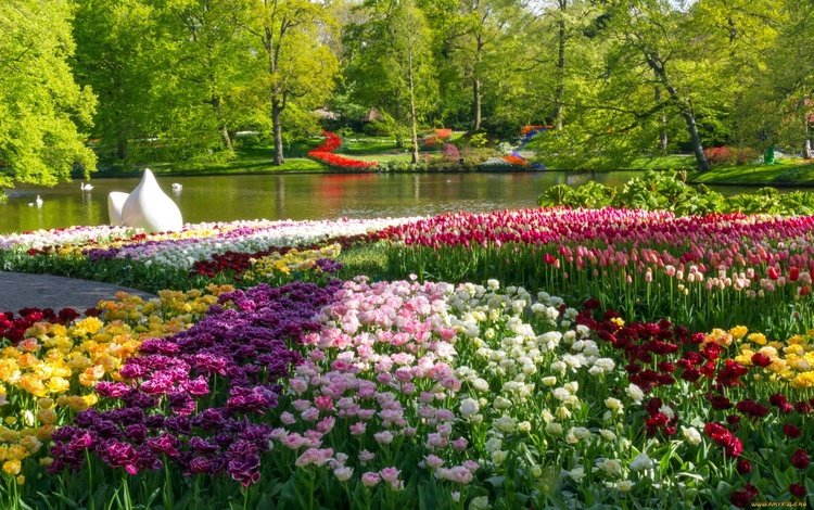 природа, дизайн, парк, весна, пруд, тюльпаны, nature, design, park, spring, pond, tulips