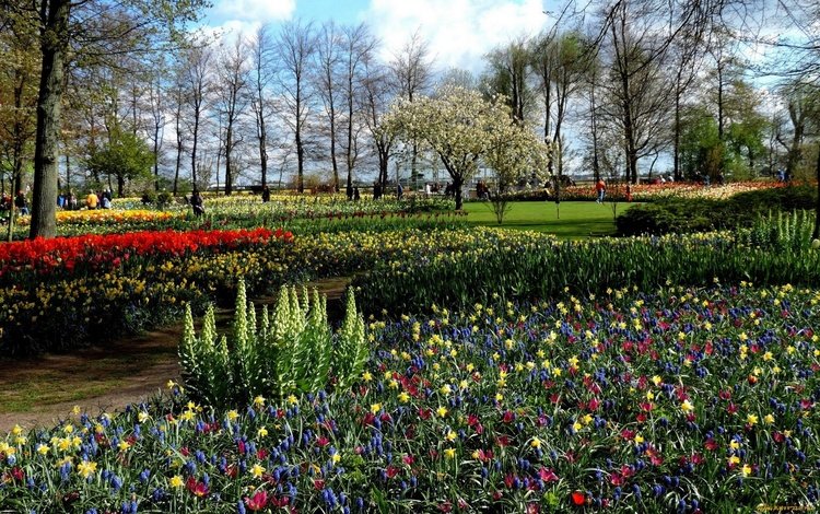 природа, парк, весна, тюльпаны, нарциссы, клумбы, мускари, nature, park, spring, tulips, daffodils, beds, muscari