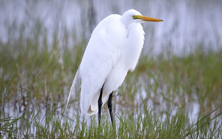 природа, птица, клюв, цапля, белая цапля, nature, bird, beak, heron, white egret